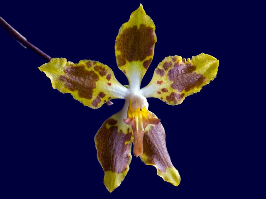 Oncidium povedanum