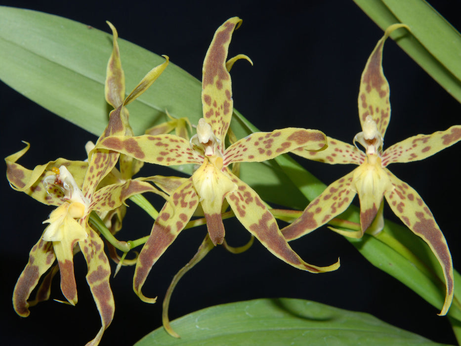 Oncidium praestanoides