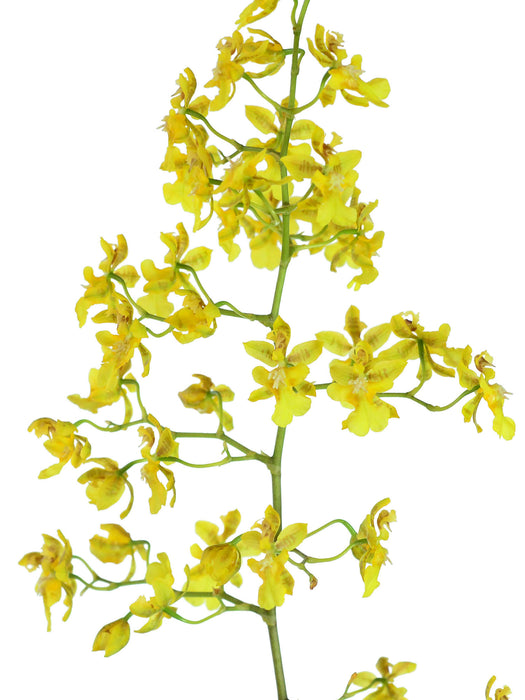 Oncidium pyramidale