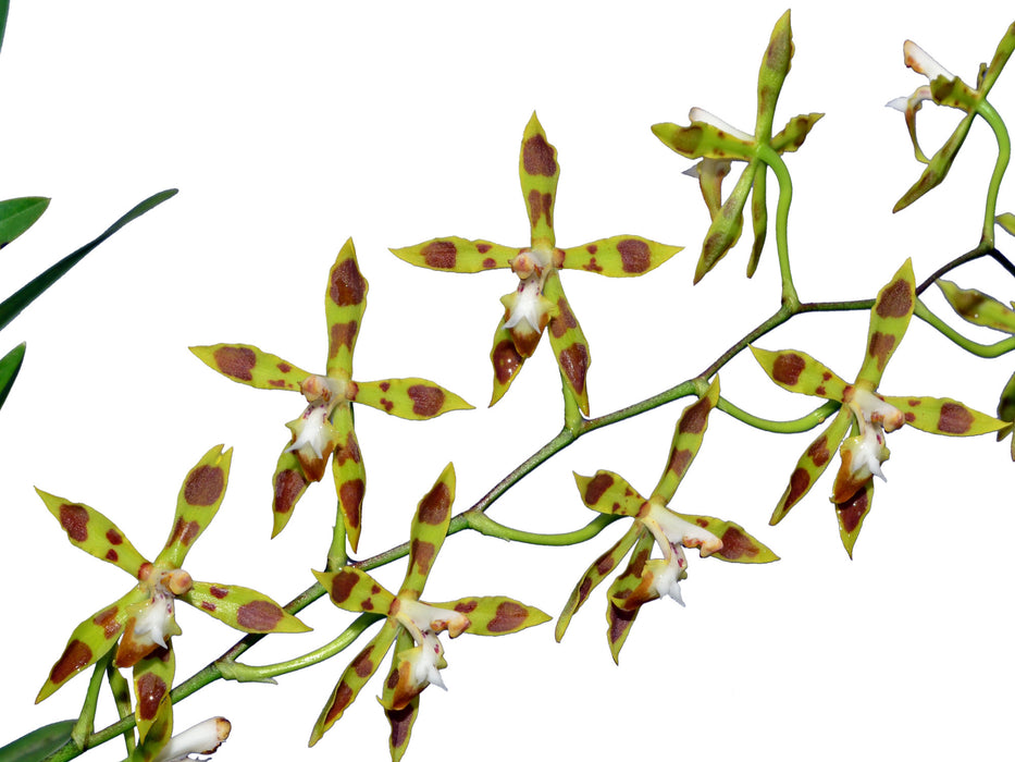 Oncidium reversoides