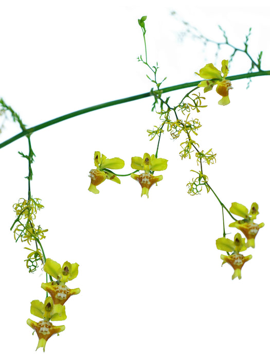 Oncidium rodrigoi