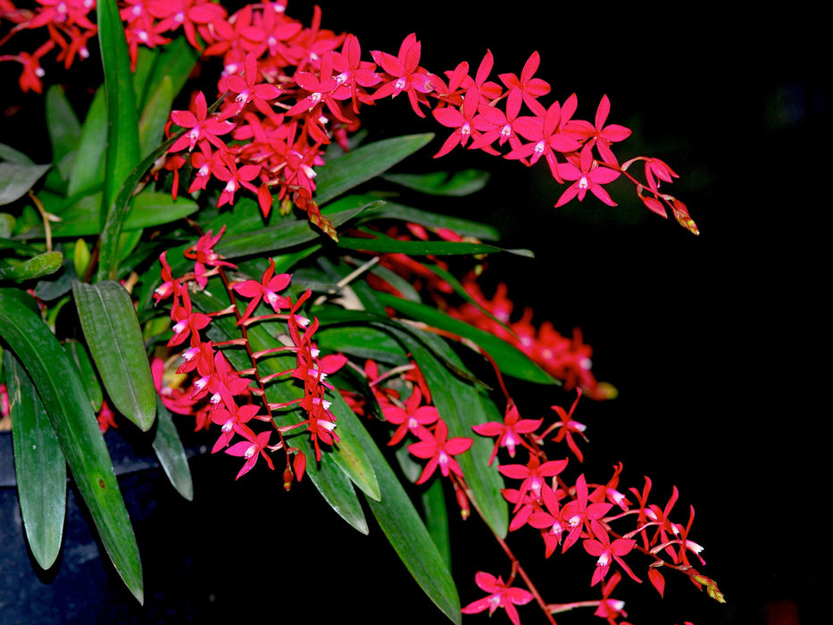 Oncidium roseum