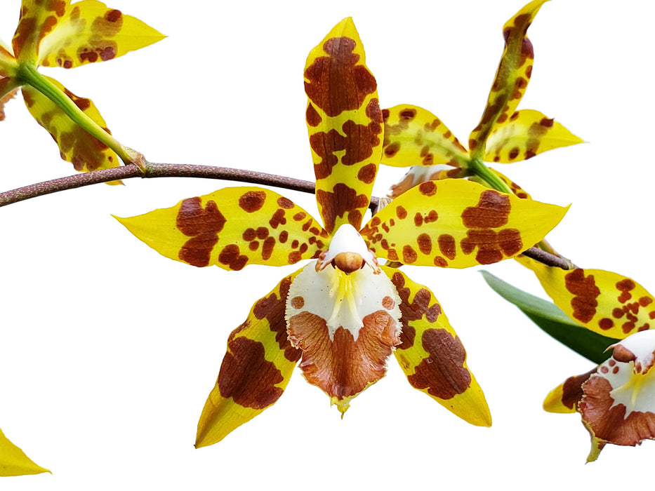 Oncidium spectatissimum