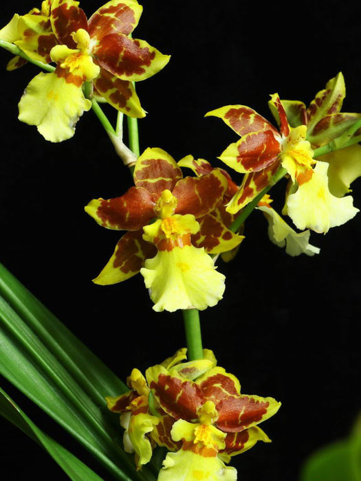 Oncidium sphacelatum