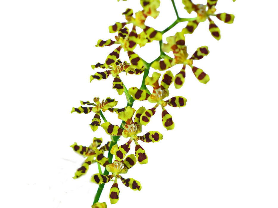 Oncidium tigroides