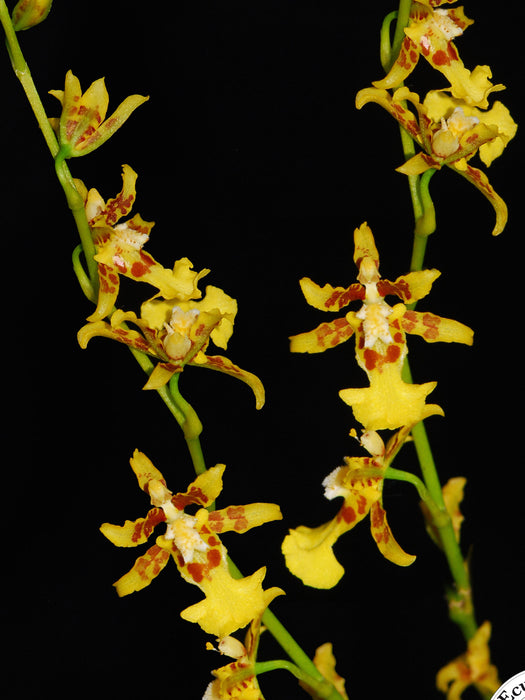 Oncidium trinasutum