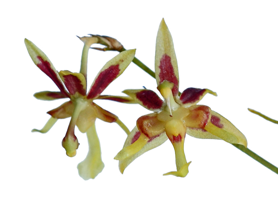 Oncidium uncinatum