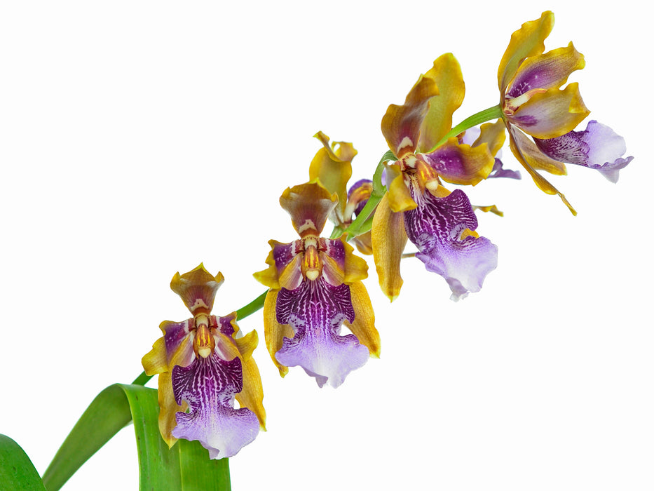 Oncidium wyattianum