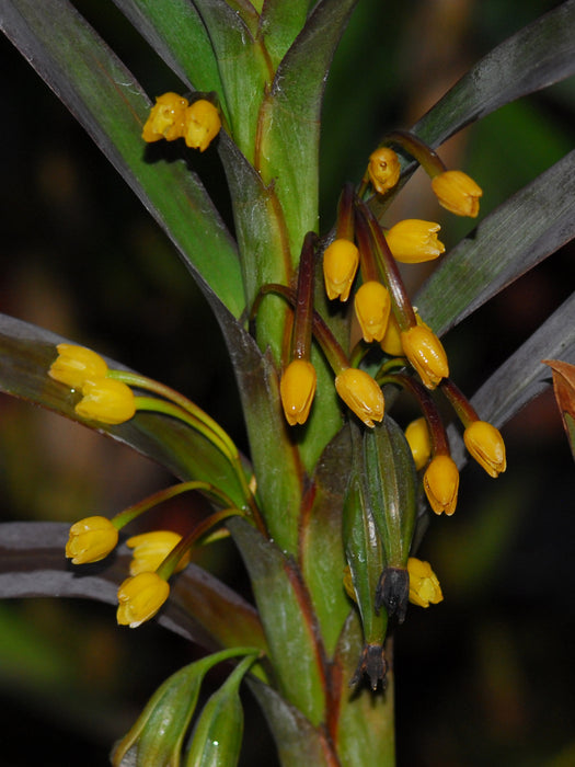 Ornithidium aureum var silver leaf