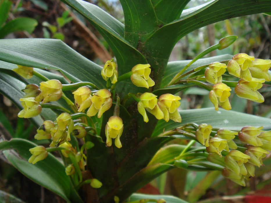 Ornithidium aureum