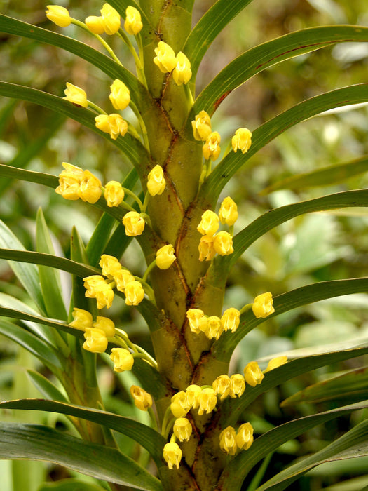 Ornithidium aureum