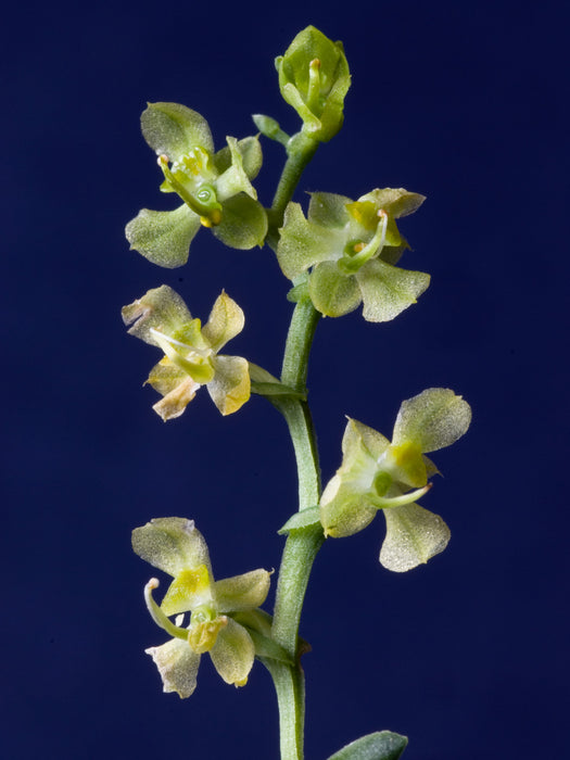 Ornithocephalus gladiatus