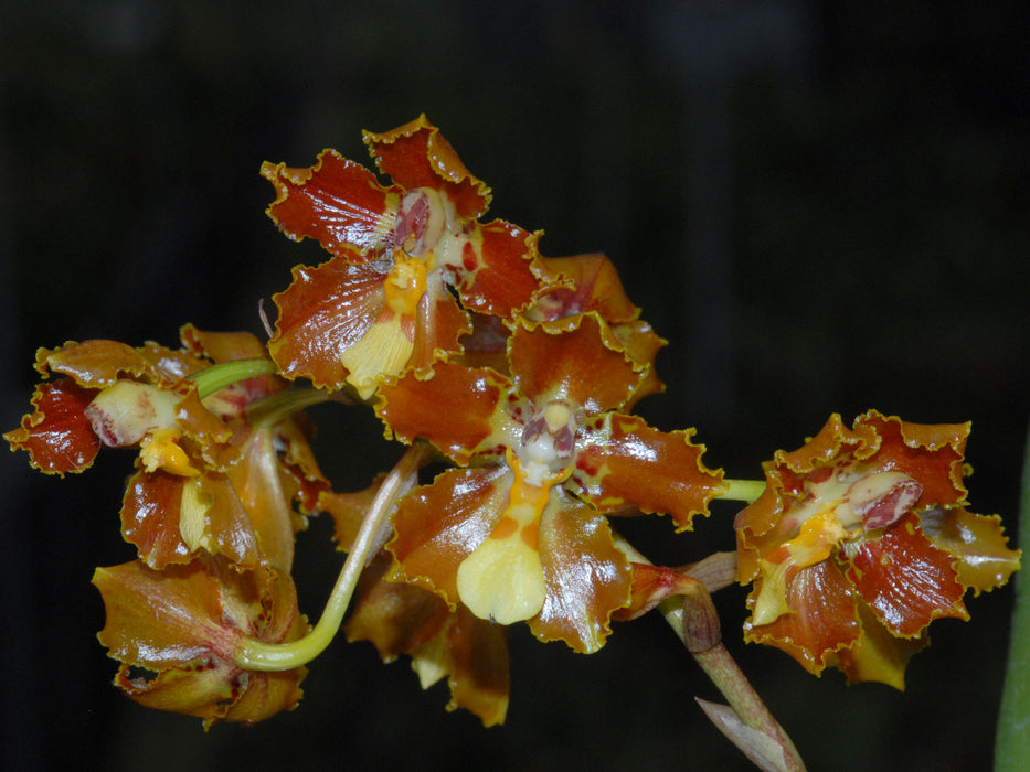 Otoglossum brevifolium