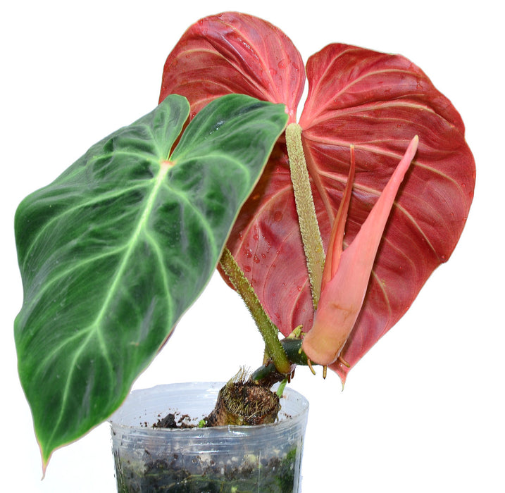 Philodendron verrucosum Amazon Sunset