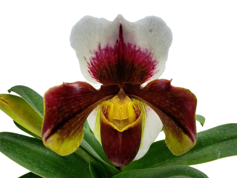 Paphiopedilum Cocoa Kimura's Red x Enzan Rose Crown