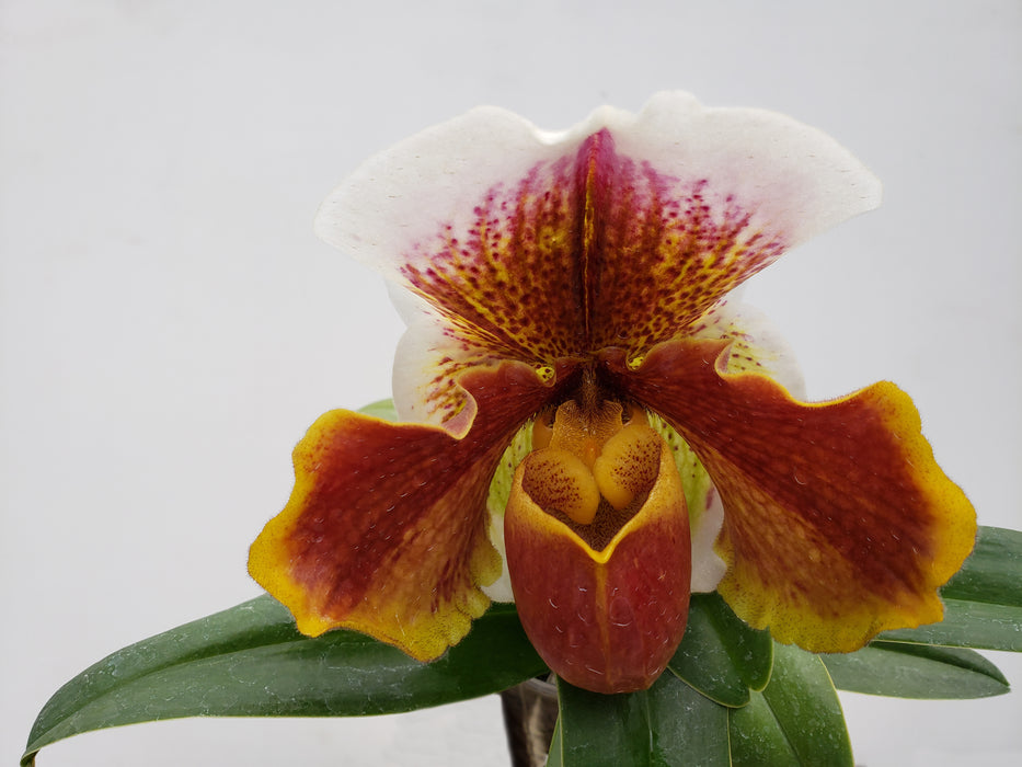 Paphiopedilum Cocoa Robcrown x Paph. Cocoa Motto Kitty