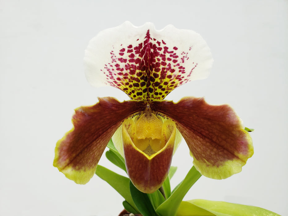 Paphiopedilum Cocoa Wintree Stars