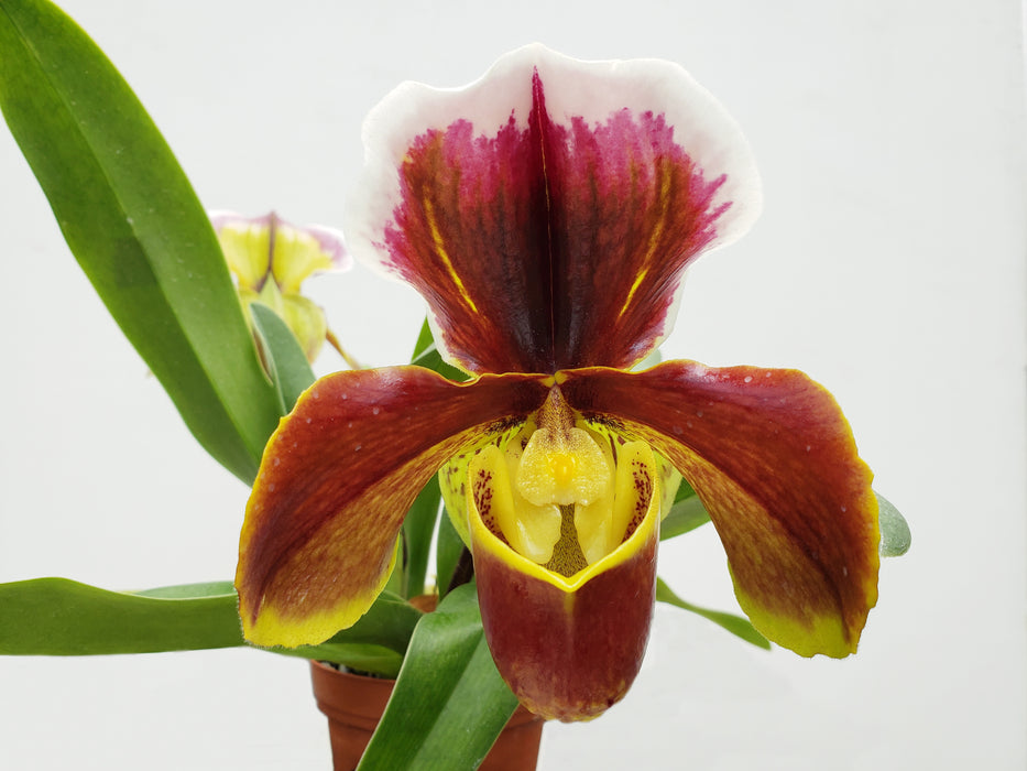 Paphiopedilum Cocoa Rose