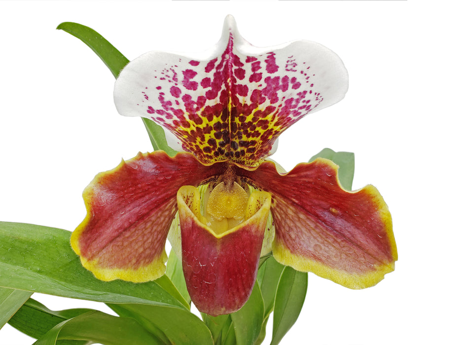 Paphiopedilum Enzan Rose Crown x Paph. Enzan Kitty