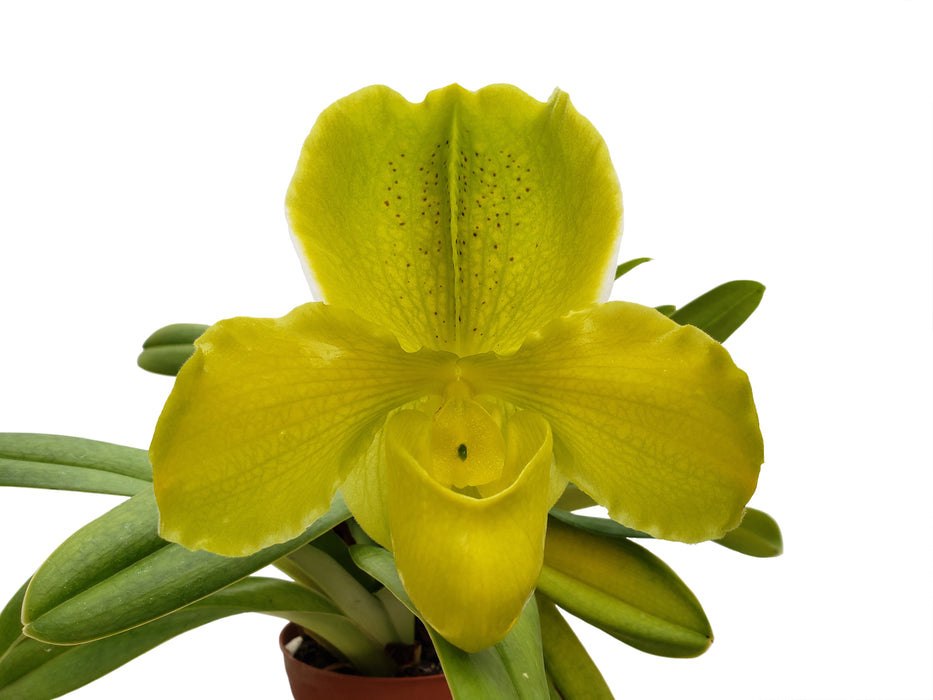 Paphiopedilum Cocoa Jollix Med