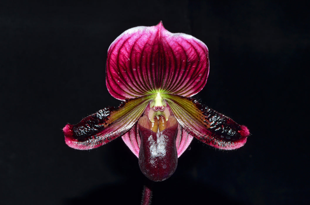 Paphiopedilum Senne Calle