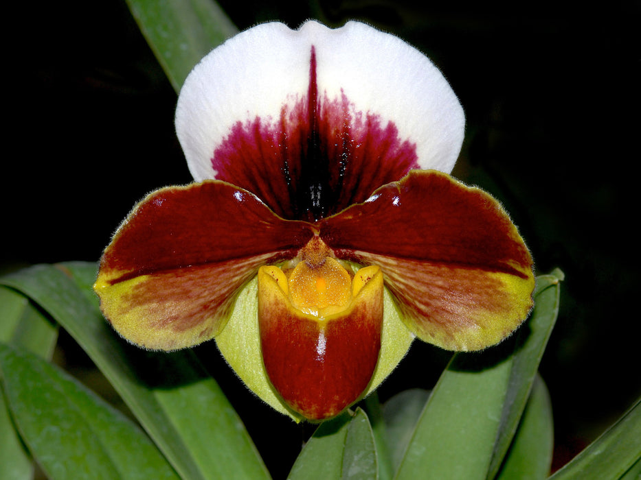 Paphiopedilum Troyland