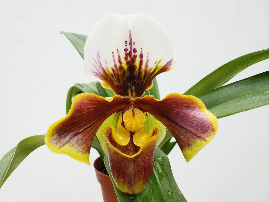 Paphiopedilum Cocoa Gem