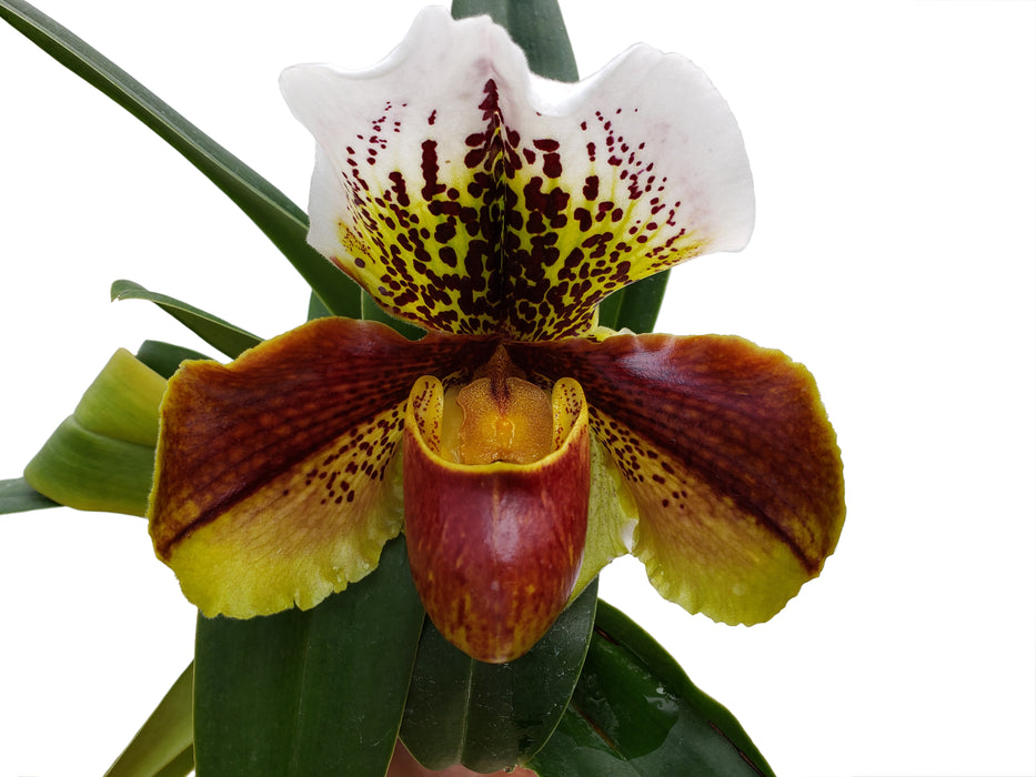 Paphiopedilum Yi-Ying Fireworks x Paph. Enzan Kitty