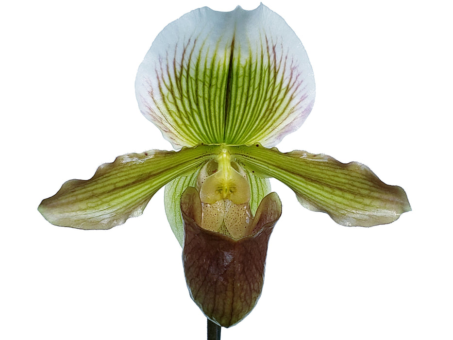 Paphiopedilum Yosemite Moon Ch # 1 x Paph. St L C H x Especial Sp 16-1