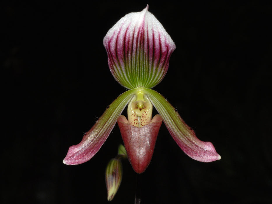 Paphiopedilum callosum var thailandense