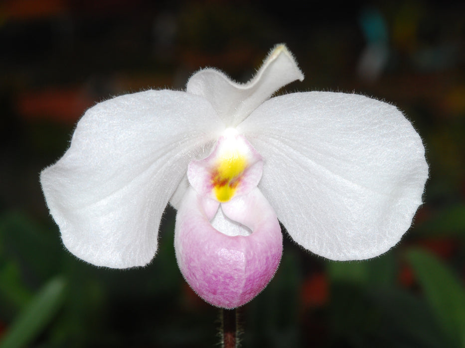 Paphiopedilum delenatii