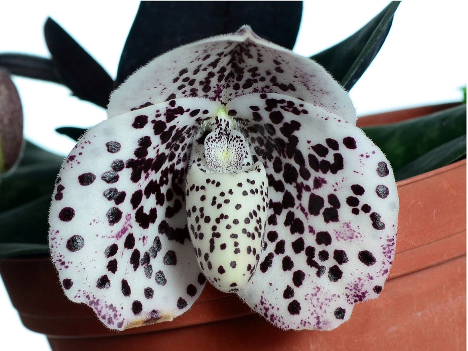 Paphiopedilum godefroyae