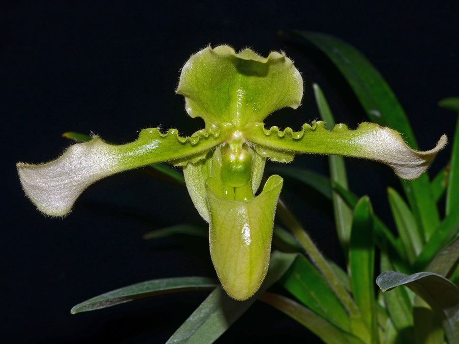 Paphiopedilum hirsutissimum