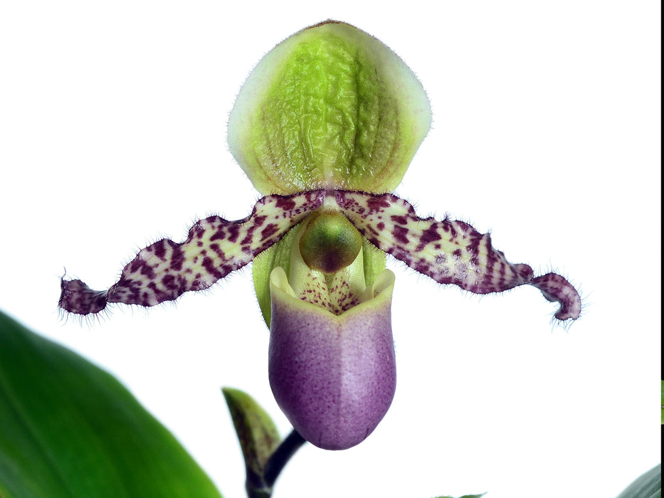 Paphiopedilum liemianum