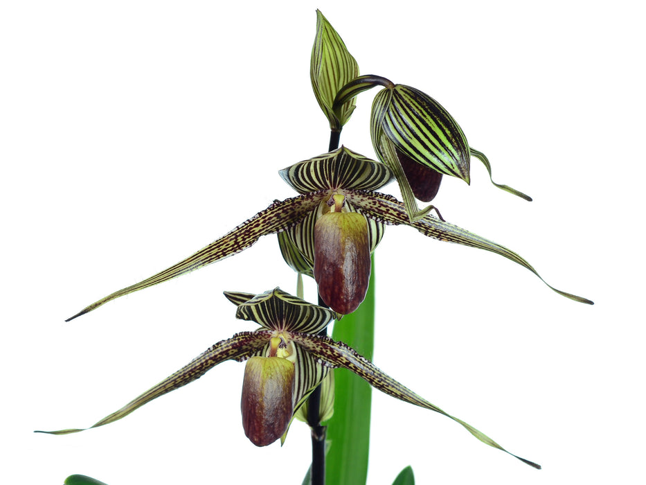 Paphiopedilum rothschildianum