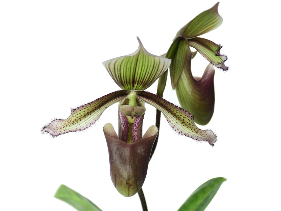 Paphiopedilum superbiens