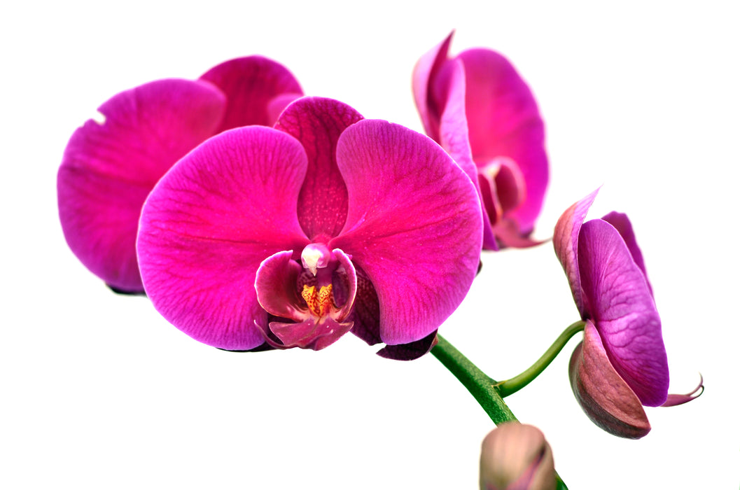 Phalaenopsis Big Chile