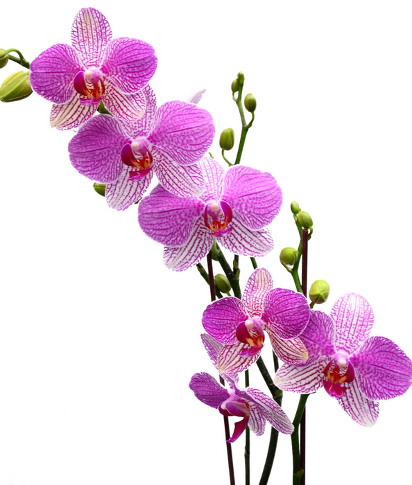 Phalaenopsis Buena