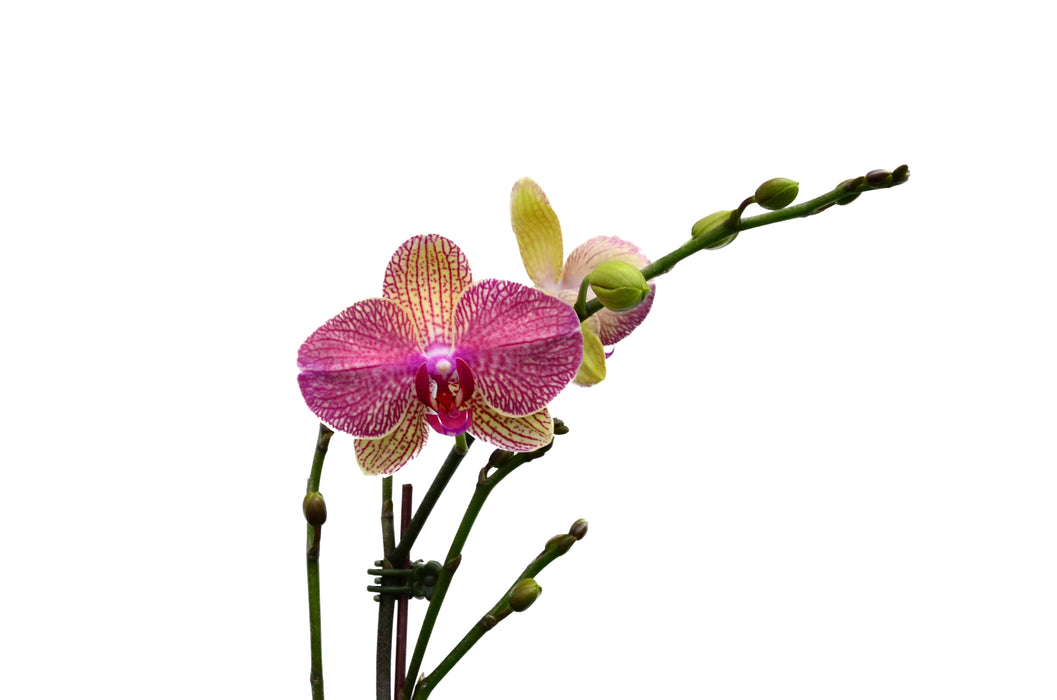 Phalaenopsis Neptune