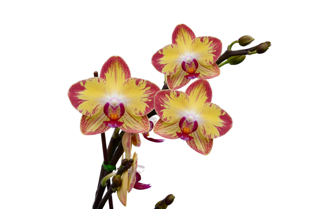 Phalaenopsis Papagayo