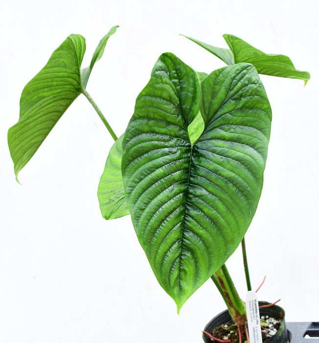 Philodendron furcatum