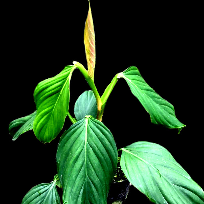 Philodendron undulatum