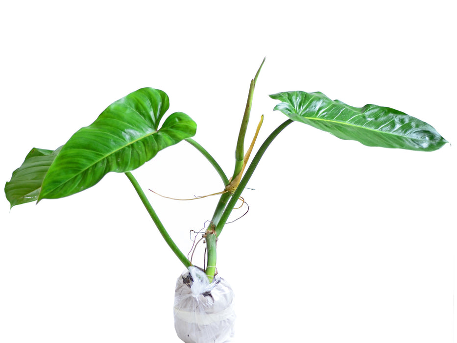 Philodendron angustialatum