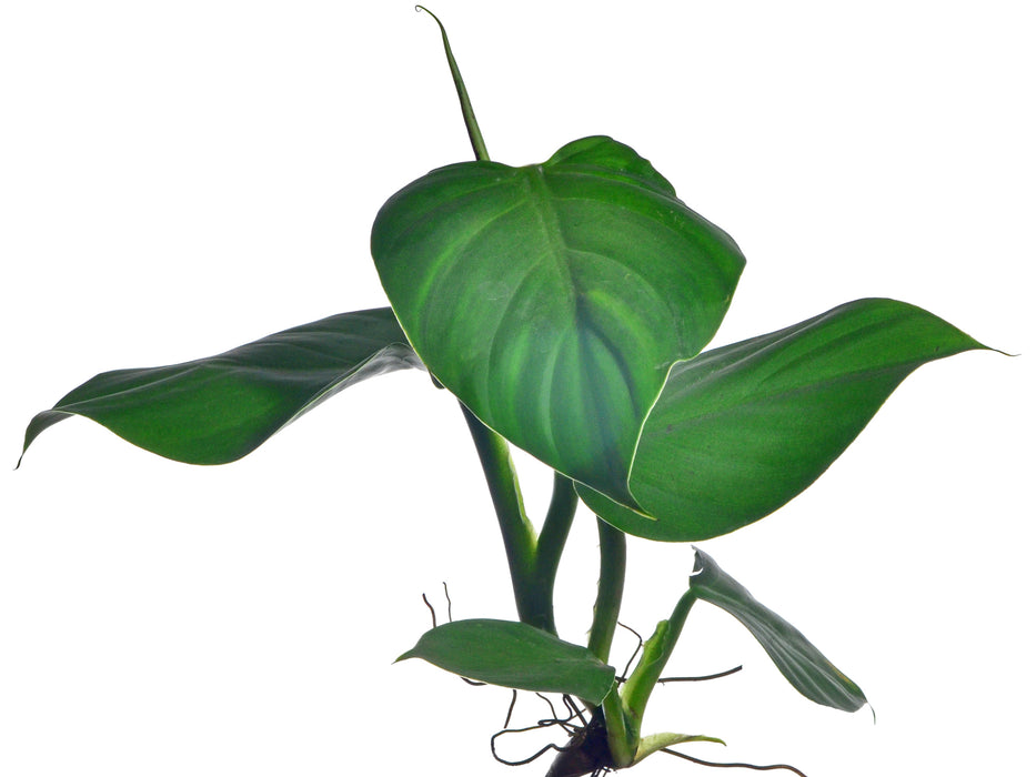 Philodendron dodsonii type