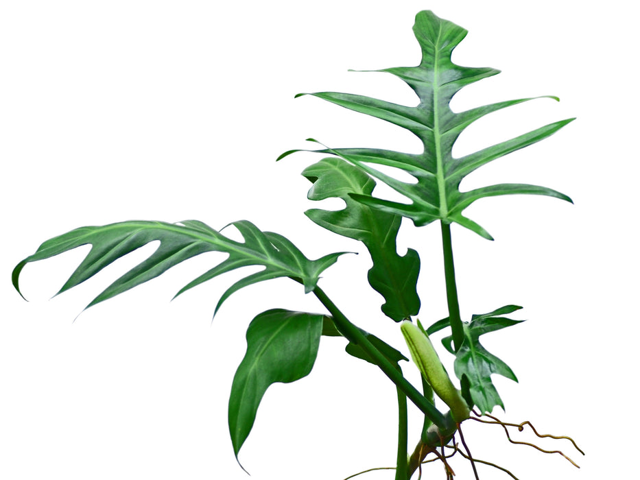 Philodendron elegans