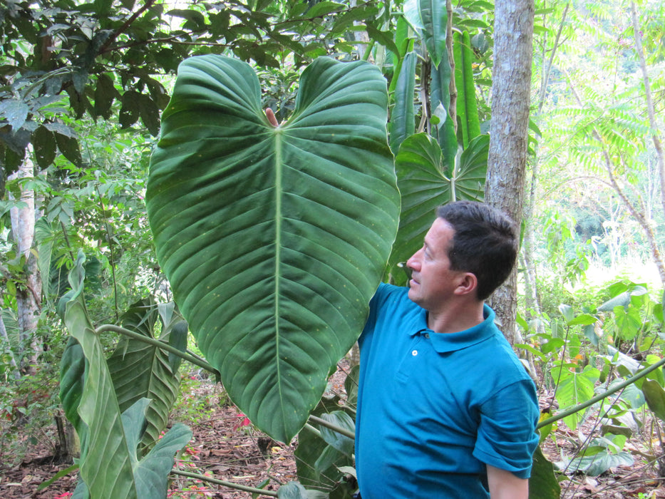 Philodendron esmeraldense