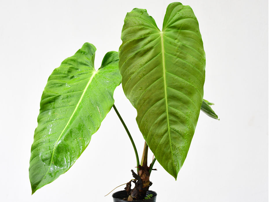 Philodendron esmeraldense