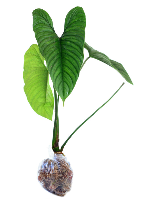 Philodendron furcatum