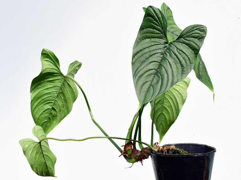 Philodendron furcatum