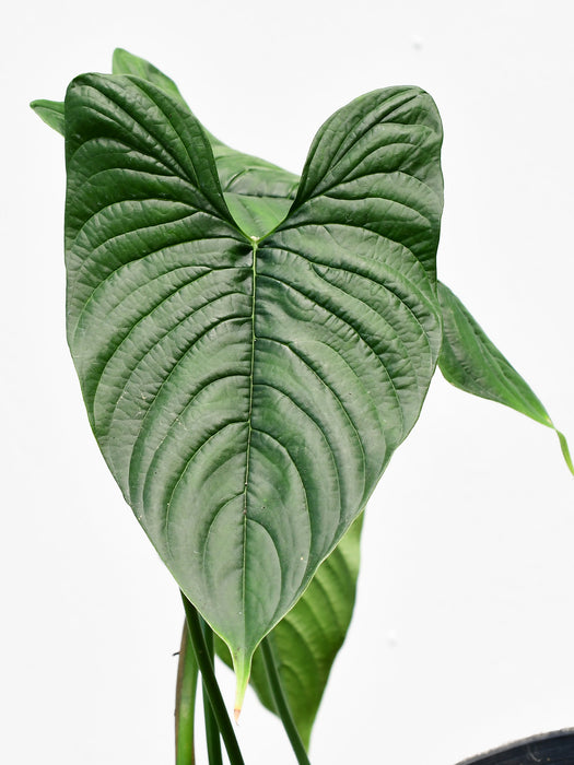 Philodendron furcatum